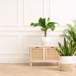 【横山さん教えて！】観葉植物の効果や注意点を把握しよう